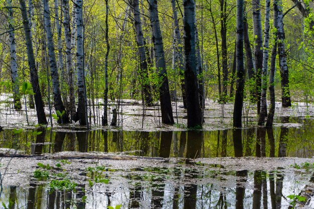 Paisaje - bosque de primavera inundado durante pleamar