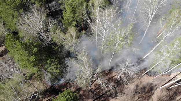 Paisaje de bosque quemado misterioso oscuro. Bosque cubierto de ceniza después del incendio. Humo que se eleva desde el suelo después de un incendio forestal.