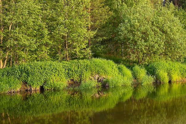 Paisaje bosque río y orillas cubiertas de hierba verde