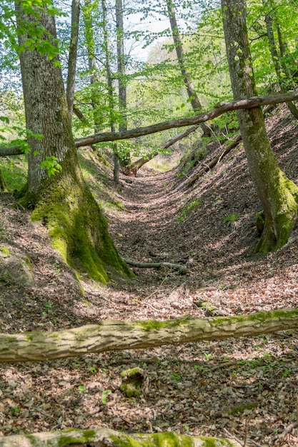 paisaje de bosque soleado