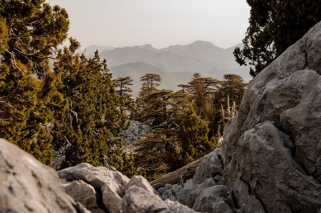 Paisaje de bosque en las tierras altas de Turquía