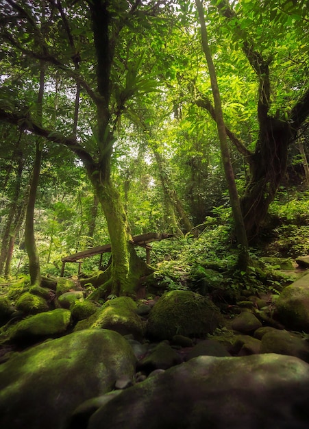 Foto paisaje en bosque tropical con hermoso árbol viejo