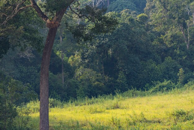 paisaje del bosque tropical del parque nacional de Khao Yai Tailandia