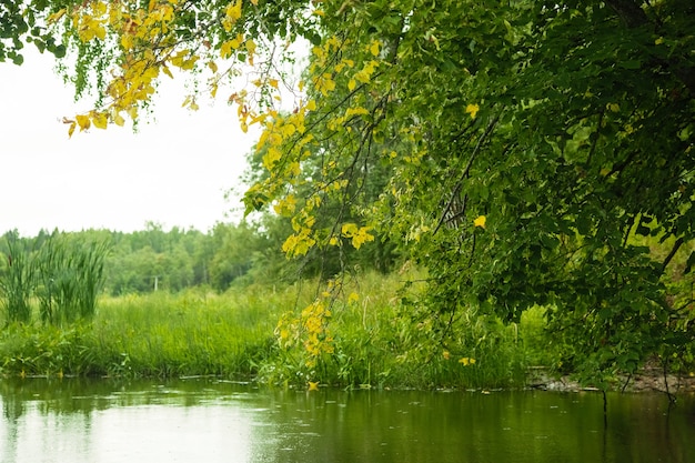 Paisaje de bosque de verano verde durante el día con río.