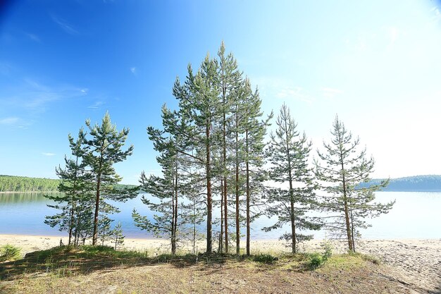 paisaje de bosque de verano