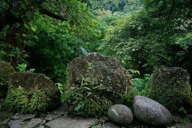 paisaje de bosque de verano