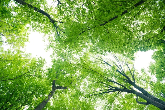 Paisaje de bosque verde con árboles y luz solar atravesando hojas, vista a la cima de los árboles