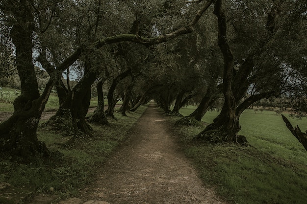 El paisaje del bosque verde