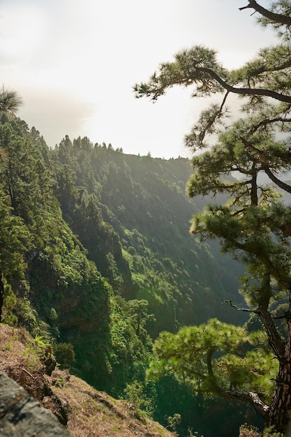 Un paisaje de bosques de pinos en las montañas de La Palma Islas Canarias España Hermoso bosque verde de pinos largos bajo un cielo azul brillante Una imagen de una gran vista de la montaña desde España