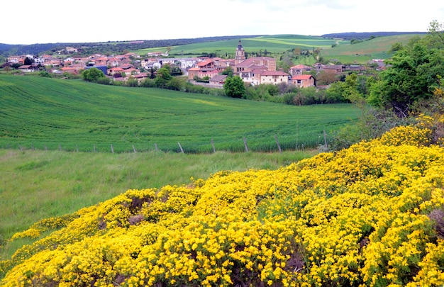 Paisaje de Boveda Valdegovia País Vasco con arbustos gorse españoles Genista hispanica en flor