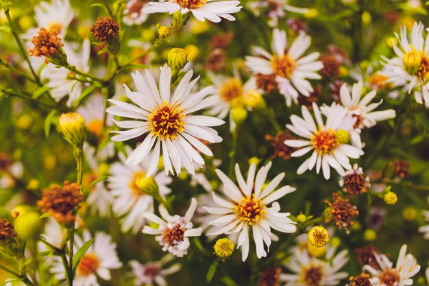 Paisaje brillante de verano con hermosas flores silvestres camomiles.