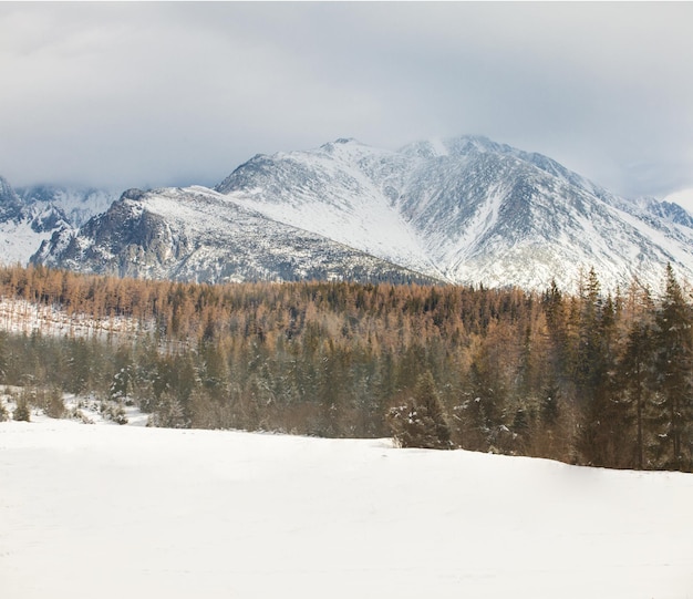 Paisaje brumoso de invierno. Montañas cubiertas de nieve y bosque de pinos