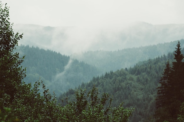 Paisaje brumoso de la mañana