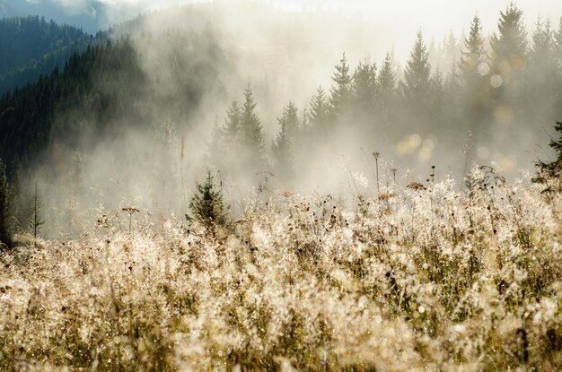 Paisaje brumoso de la mañana