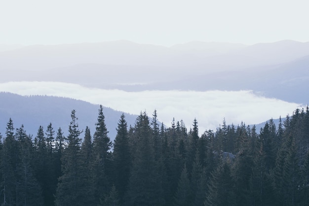 Paisaje brumoso matutino con cordillera y bosque de abetos en estilo retro vintage hipster