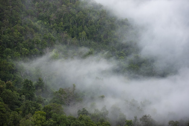 Paisaje brumoso niebla de montaña y vista de árbol forestal