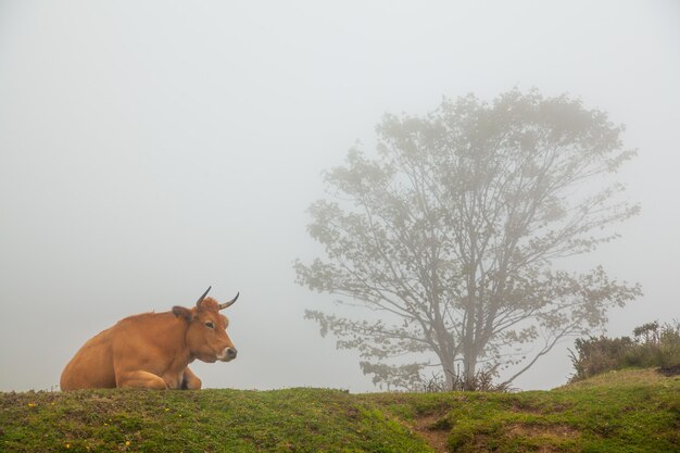 Paisaje brumoso con vacas salvajes en la hierba verde de una montaña