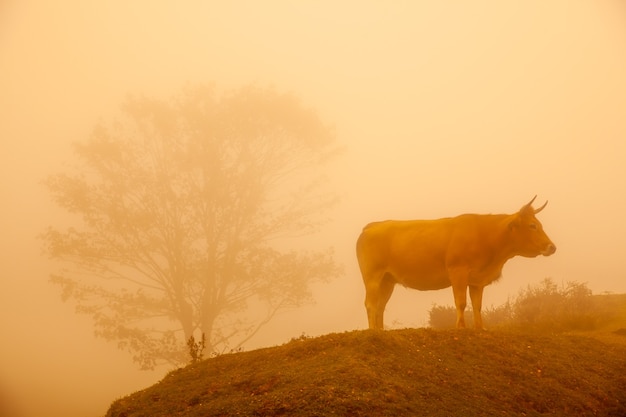 Paisaje brumoso con vacas salvajes en la hierba verde de una montaña