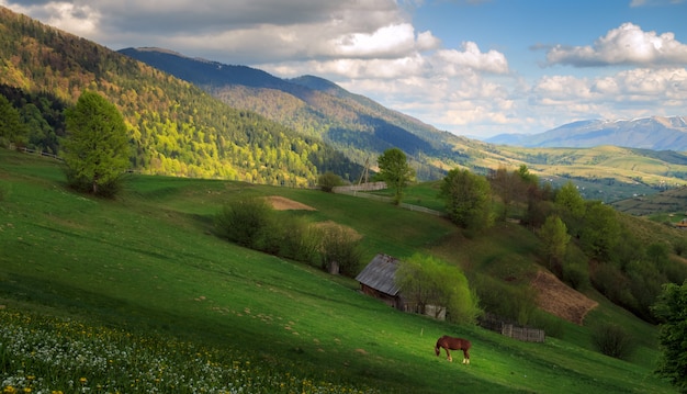 Paisaje con un caballo en las montañas de los Cárpatos.