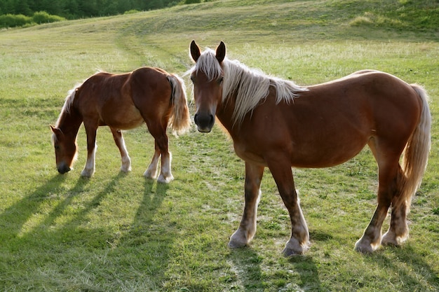 Paisaje del caballo en el prado verde Pirineos