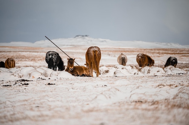 Foto paisaje de caballos en islandia sobre la nieve descansando y comiendo