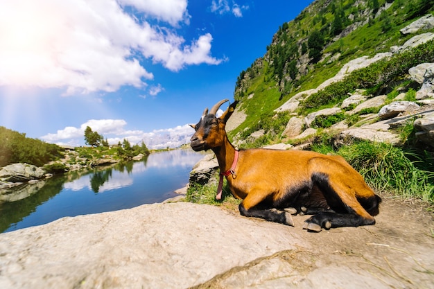 Paisaje con cabras montesas en los Alpes europeos.
