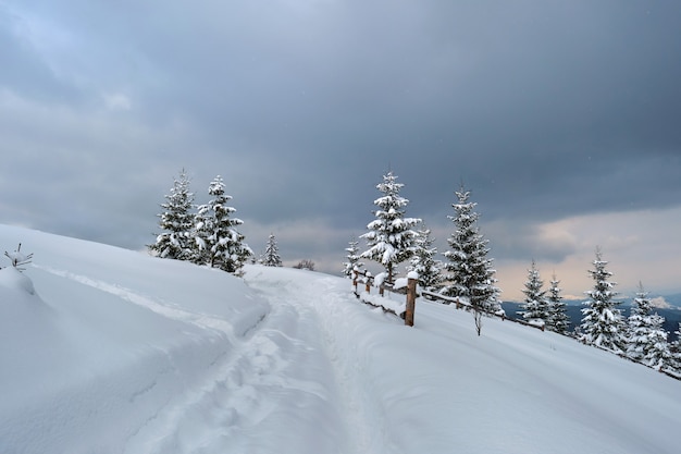 Paisaje cambiante con senderos y pinos cubiertos de nieve fresca caída en el bosque de montaña de invierno en la fría noche sombría.