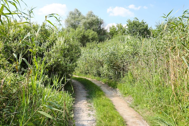 Paisaje en el camino en el campo pantanoso