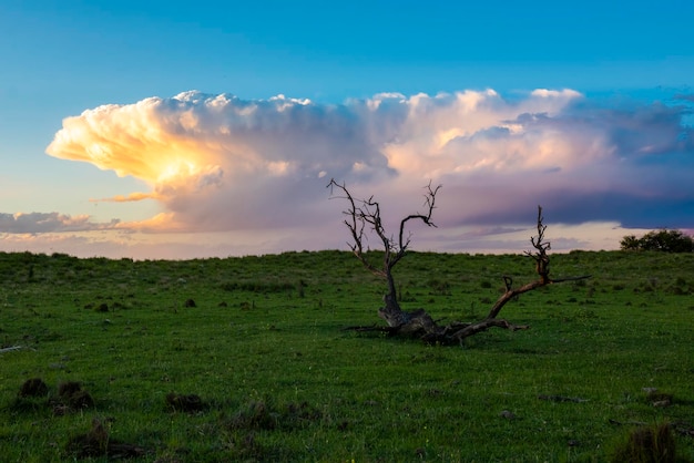 Paisaje campestre pampeano provincia de La Pampa Patagonia Argentina