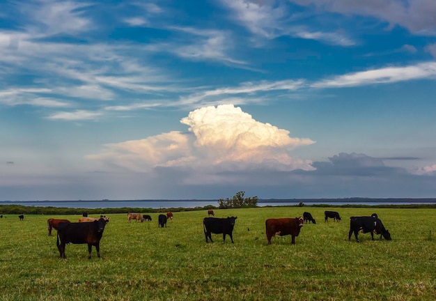 Paisaje campestre con vacas pastando La Pampa Argentina