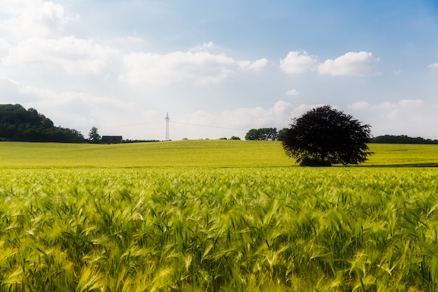 Paisaje de la campiña alemana. Campos agrícolas, pueblos y bosques.