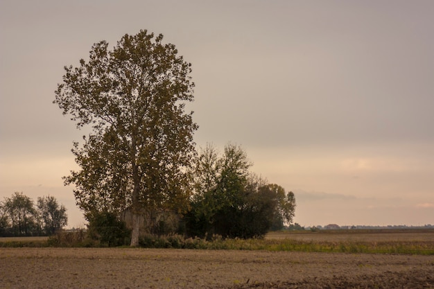 Paisaje de la campiña italiana con un gran árbol al atardecer