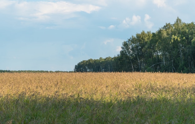 Paisaje de campo agrícola con bosque y nubes.