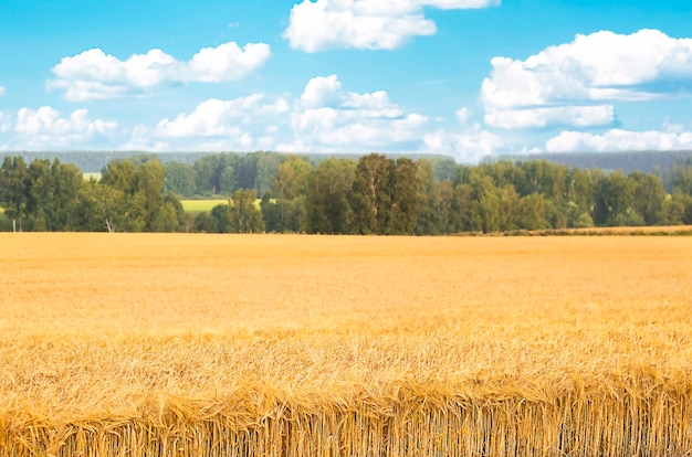 Paisaje campo agrícola con trigo en el fondo de cielo azul con nubes