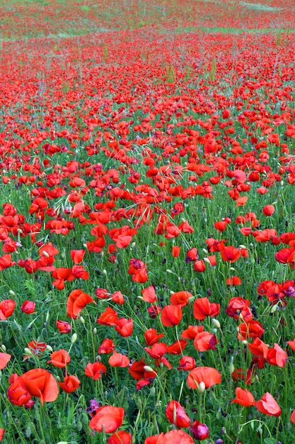 Paisaje con un campo de amapolas Papaver rhoeas