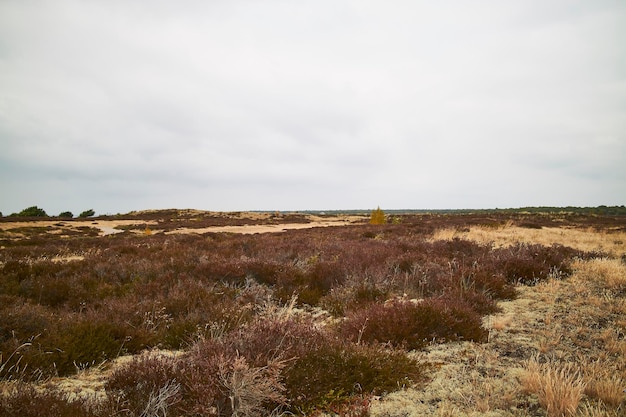 Paisaje de un campo con arbustos rojos y un cielo blanco