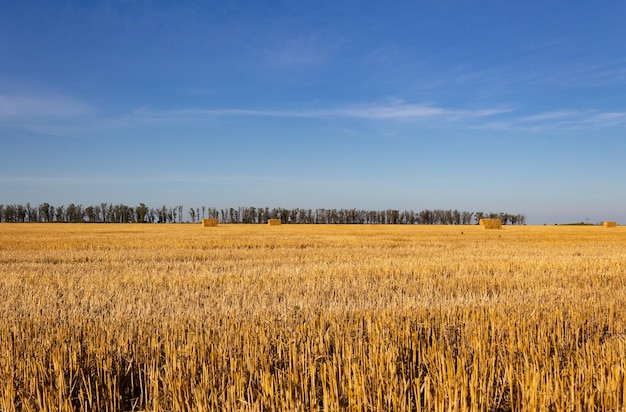 Foto paisaje del campo argentino con pacas de trigo.