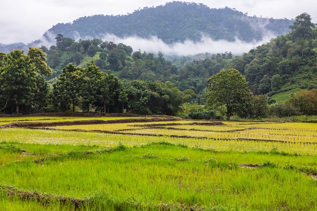 Paisaje del campo de arroz en el campo de Tailandia.