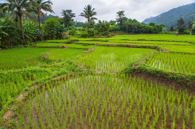 Paisaje del campo de arroz en el campo de Tailandia.