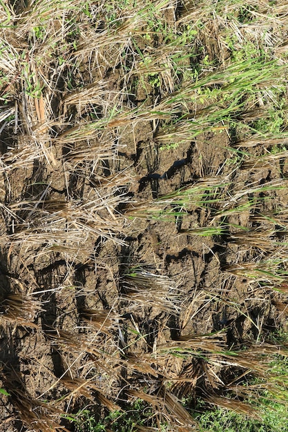 paisaje de campo de arroz después de la temporada de cosecha de arroz