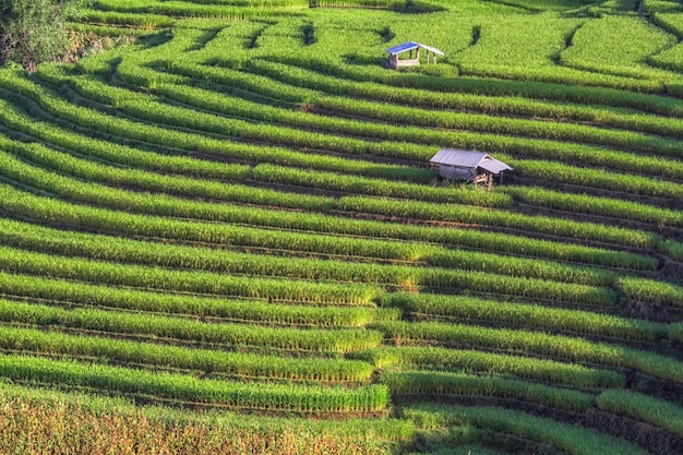 El paisaje del campo de arroz es el escenario en octubre de cada año en Chiang Mai.