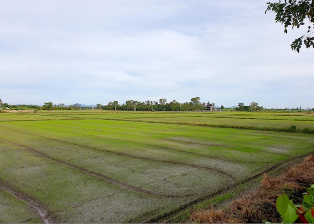 El paisaje del campo de arroz o el campo de arroz verde bebé