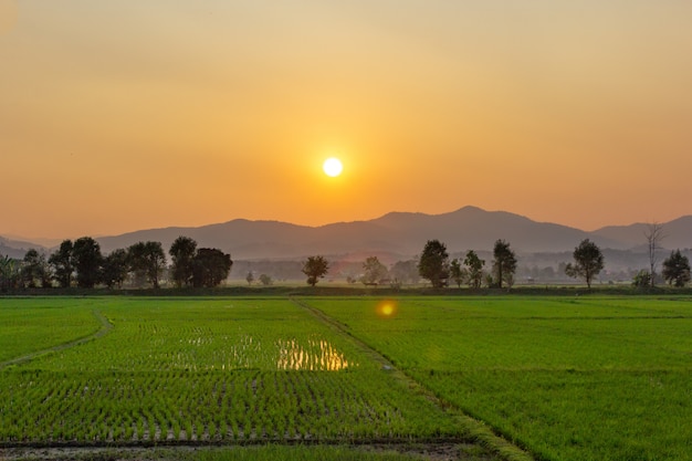 Paisaje del campo de arroz verde con la montaña en el fondo en la puesta de sol