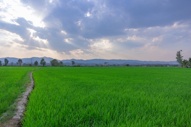 Paisaje del campo de arroz verde con la montaña en el fondo