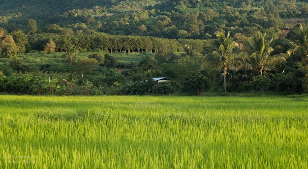 Paisaje del campo de arroz verde