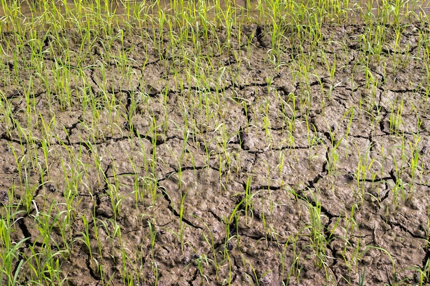 Paisaje de campo de arroz