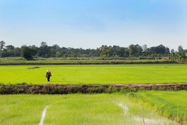 Paisaje de campo de arroz