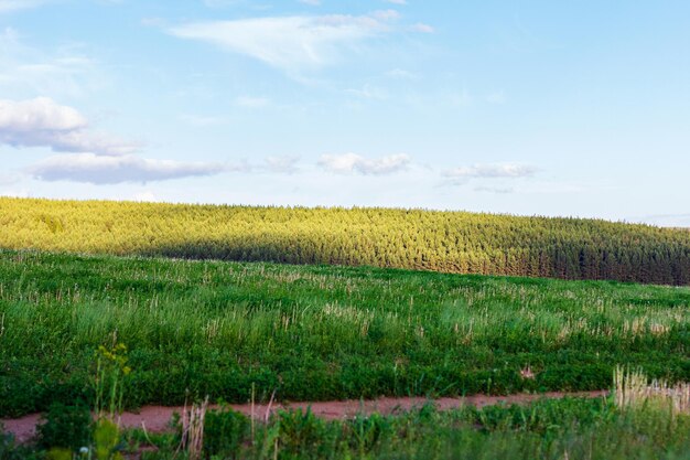 Paisaje de campo con campo verde y bosque en verano