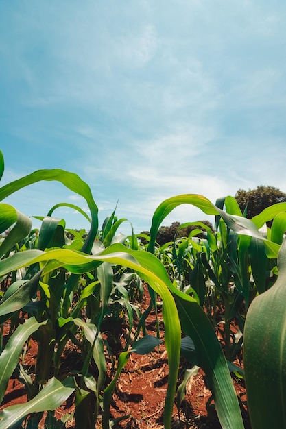 Paisaje de campo cultivado al atardecer