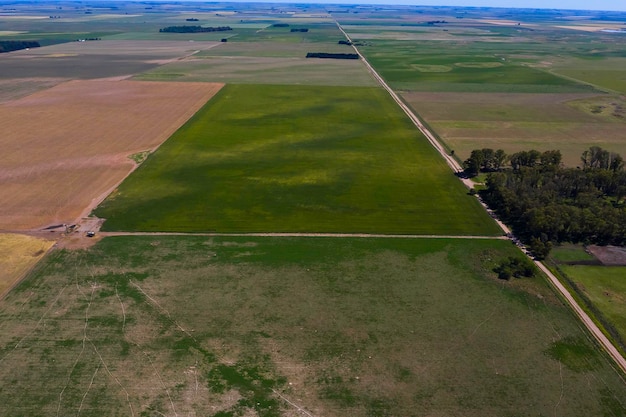 Paisaje de campo con flores amarillas La Pampa Argentina